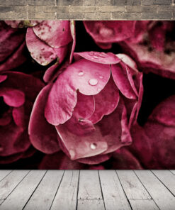 Obrázek růžových pivoněk