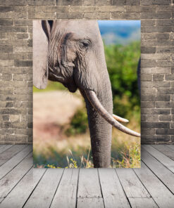 Obrázek Slona V Profilu