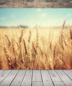 Obrázek klas obilovin