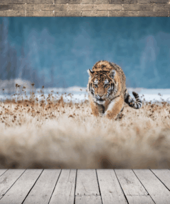 Obrázek plíživého tygra