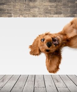 Obrázek veselého psa