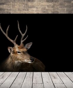 Obrázek krásného jelena