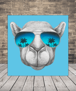 Obraz velblouda v brýlích