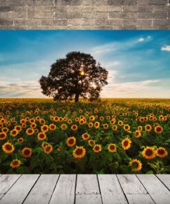 Obraz moře slunečnic