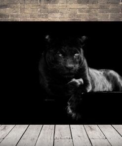 Obrázek černé kočky