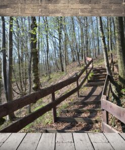 Obraz lesních schodů