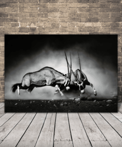 Obrázek Boj o nadvládu