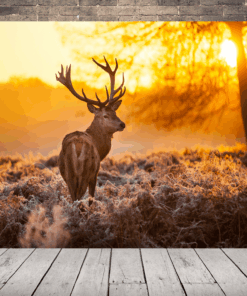 Obrázek jelena při západu slunce 2