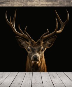 Obraz hrdého jelena 2