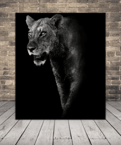 Obrázek plížící se kočky