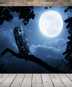 Obraz sovy a měsíce