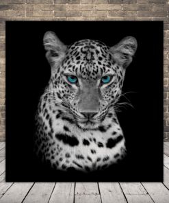 Obrázek modrookého geparda