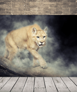 Plátno plížící se lvice