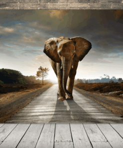 Obrázek Slona Na Silnici