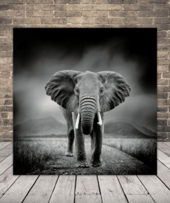 Obraz portrétu slona 3