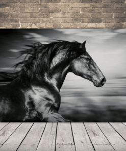 Obrázek černého koně 2