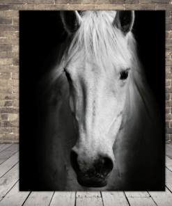 Obrázek bílého koně