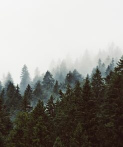 Fototapeta Temný Les V Mlze