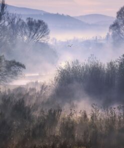 Fototapeta Teplý Les Mist