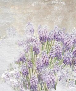 Fototapeta Louka kvetoucích hroznových hyacintů