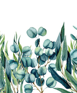 Fototapeta Pastel Eucalyptus