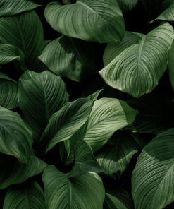 Fototapeta Listy v černé barvě