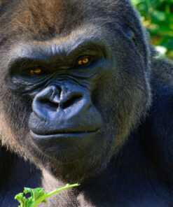 Fototapeta Gorila nížinná