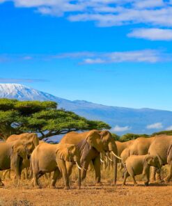 Fototapeta Stádo slonů na Safari