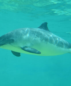 Fototapeta Sviňuchy V Severním Moři