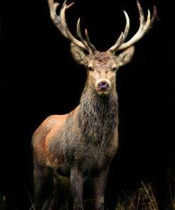Fototapeta Jelen V černém Pozadí