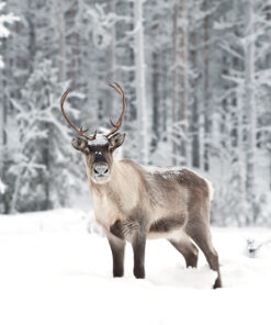 Fototapeta Sob Ve Sněhu