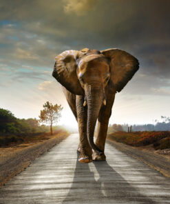 Fototapeta Osamělý slon