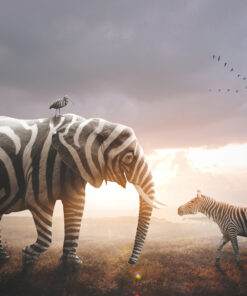 Fototapeta Slon S Zebra Pruhy