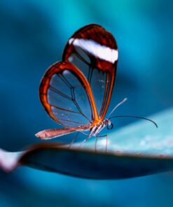 Fototapeta Mávnutí křídel