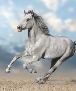 Fototapeta Ranní cval