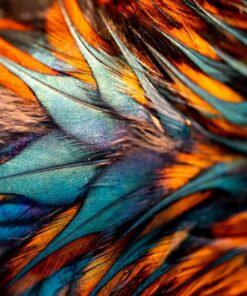 Fototapeta Barevné peří