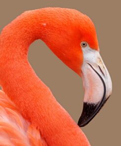 Fototapeta Červený plameňák