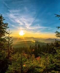 Fototapeta Smrkový les