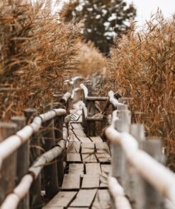 Fototapeta Most mezi rákosím