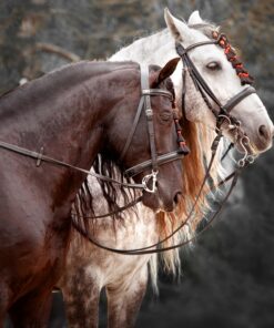 Fototapeta Portrét koně