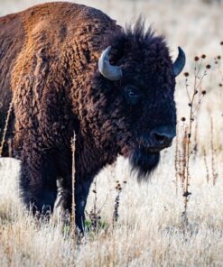 Fototapeta Mocný bizon