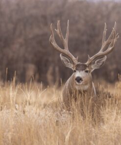 Fototapeta Jelen v poli