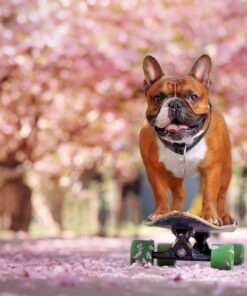 Fototapeta Buldok na skateboardu