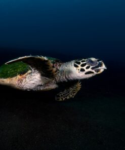 Fototapeta Želva a útes