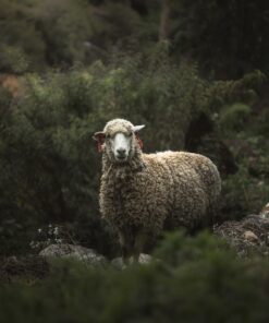 Fototapeta Ovce mezi keři