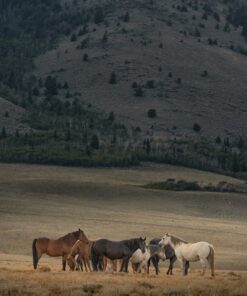 Fototapeta Stádo divokých koní
