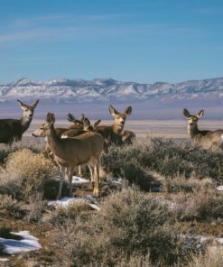 Fototapeta Stádo jelenů