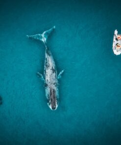 Fototapeta Modrá velryba