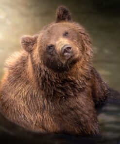 Fototapeta Medvěd ve vaně