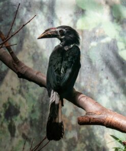 Fototapeta Černý pták